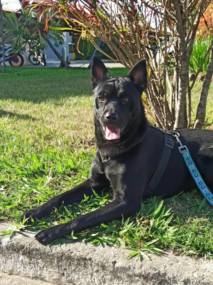 Cachorro ra a SRD-ViraLata idade 3 anos nome Pipo