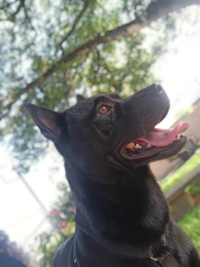 Cachorro ra a SRD-ViraLata idade 3 anos nome Pipo