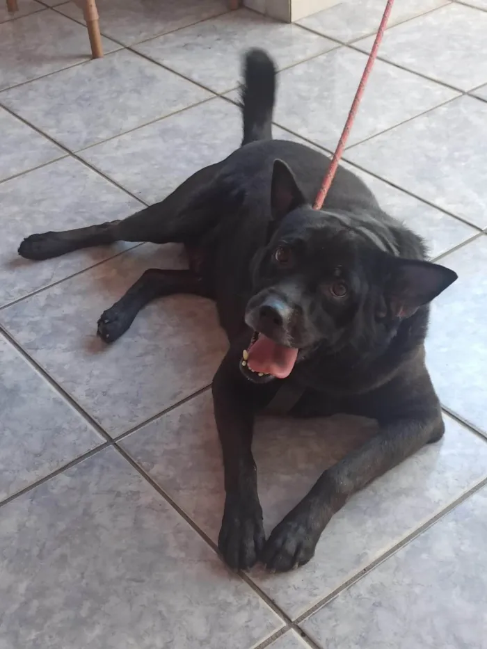 Cachorro ra a SRD-ViraLata idade 3 anos nome Pipo