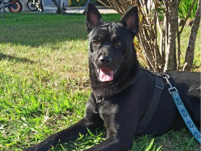 Cachorro ra a SRD-ViraLata idade 3 anos nome Pipo