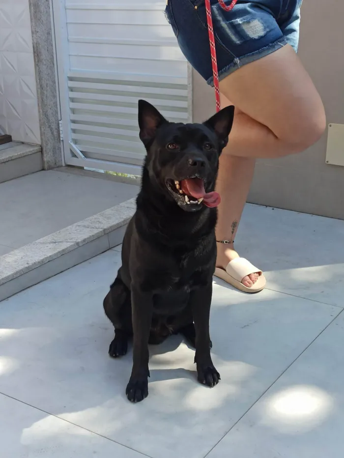 Cachorro ra a SRD-ViraLata idade 3 anos nome Pipo