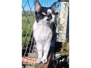 Gato raça SRD-ViraLata idade 2 anos nome Celina 