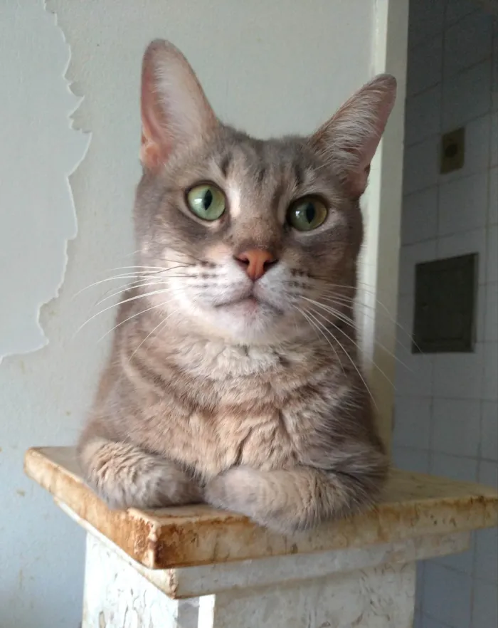 Gato ra a SRD-ViraLata idade 3 anos nome Boris 