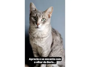 Gato raça SRD-ViraLata idade 3 anos nome Boris 