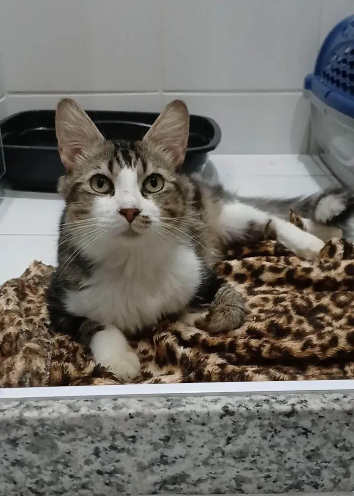 Gato ra a SRD-ViraLata idade 1 ano nome Tigrao 