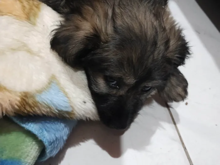 Cachorro ra a SRD-ViraLata idade 2 a 6 meses nome Lunna