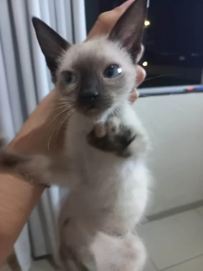 Gato ra a SRD-ViraLata idade Abaixo de 2 meses nome Gata filhote 