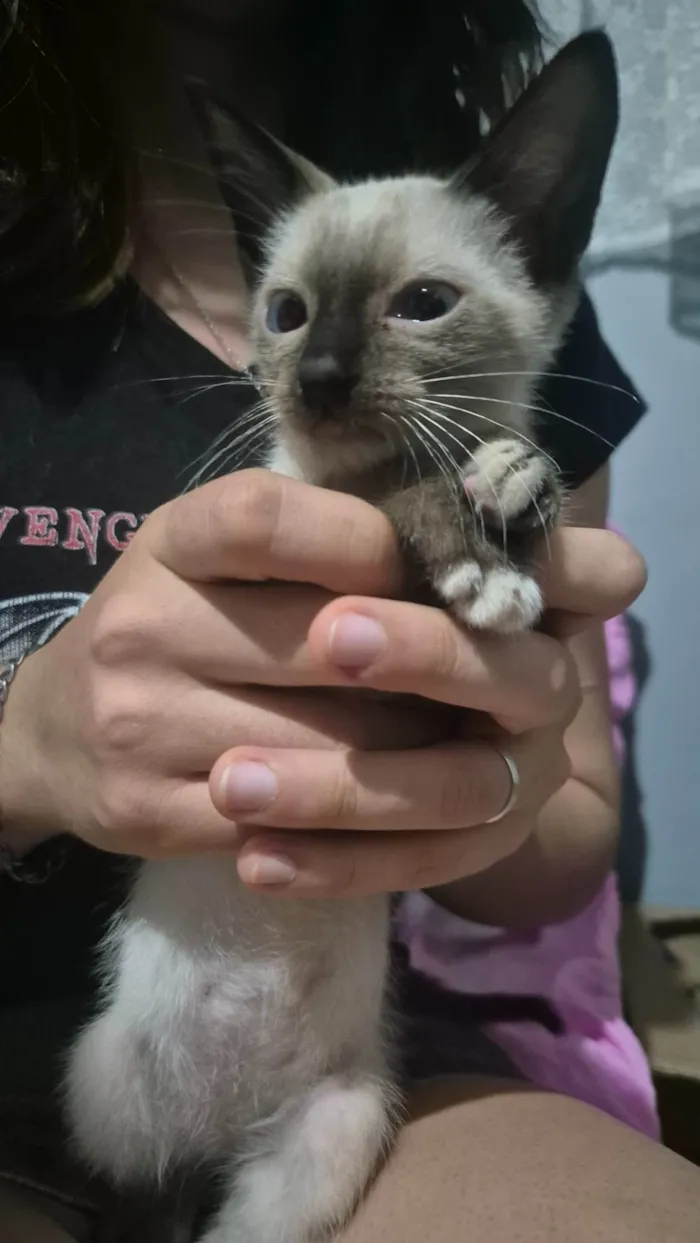 Gato ra a SRD-ViraLata idade Abaixo de 2 meses nome Gata filhote 