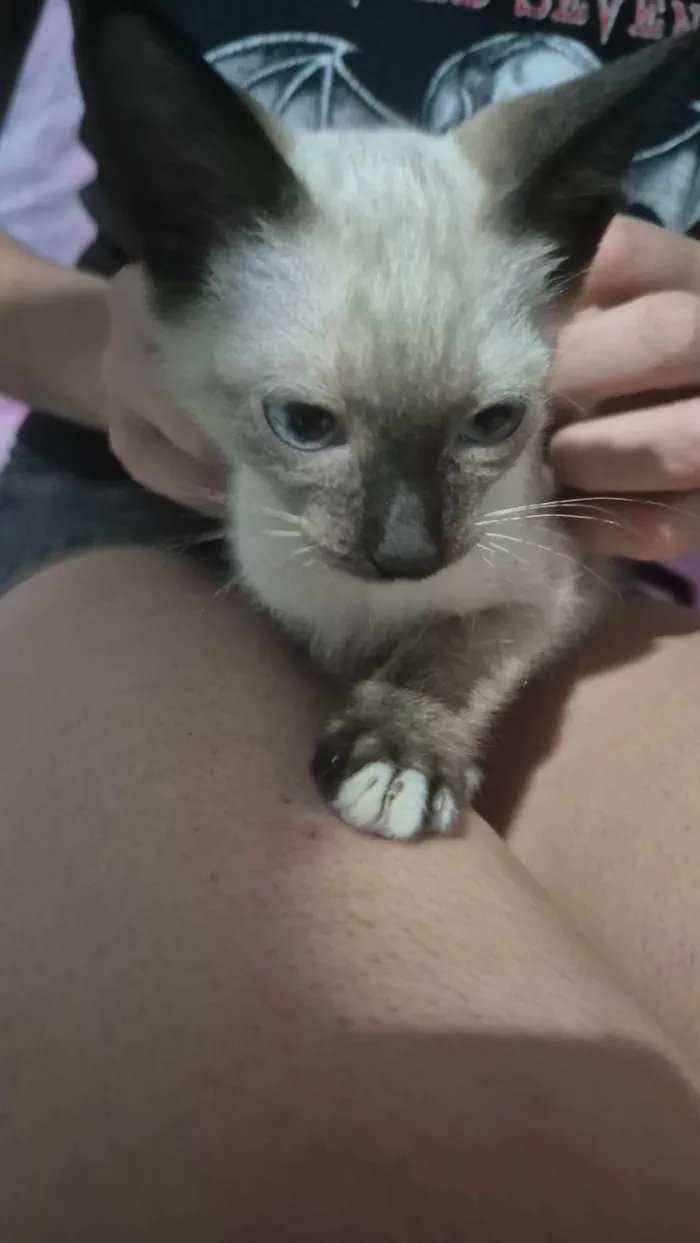 Gato ra a SRD-ViraLata idade Abaixo de 2 meses nome Gata filhote 