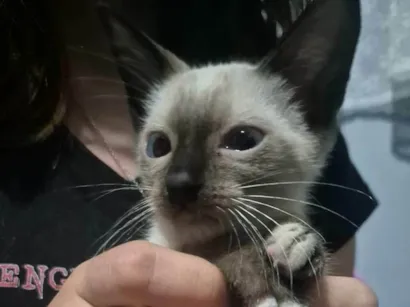 Gato raça SRD-ViraLata idade Abaixo de 2 meses nome Gata filhote 