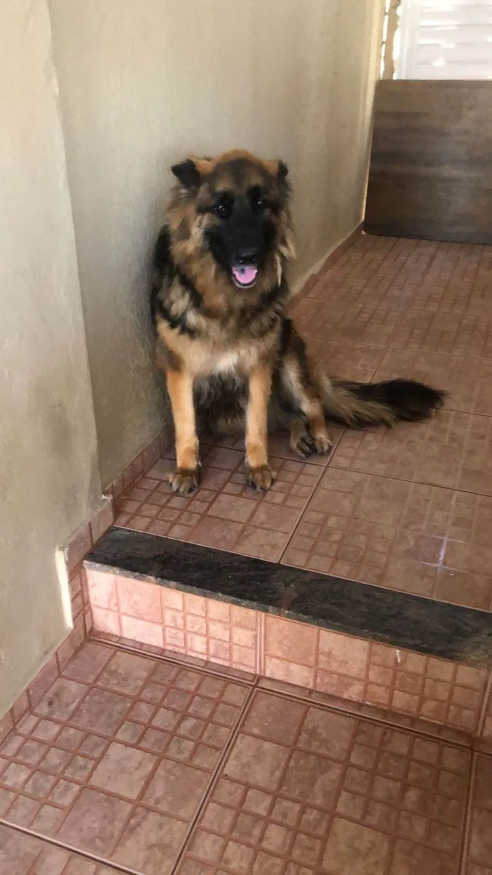 Cachorro ra a Pastor Alemão idade 5 anos nome Tiger e Kiara