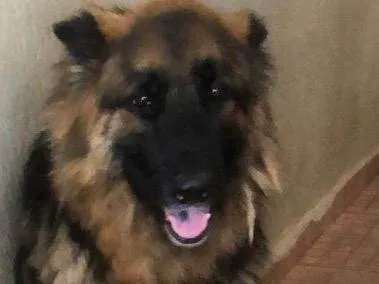 Cachorro ra a Pastor Alemão idade 5 anos nome Tiger e Kiara