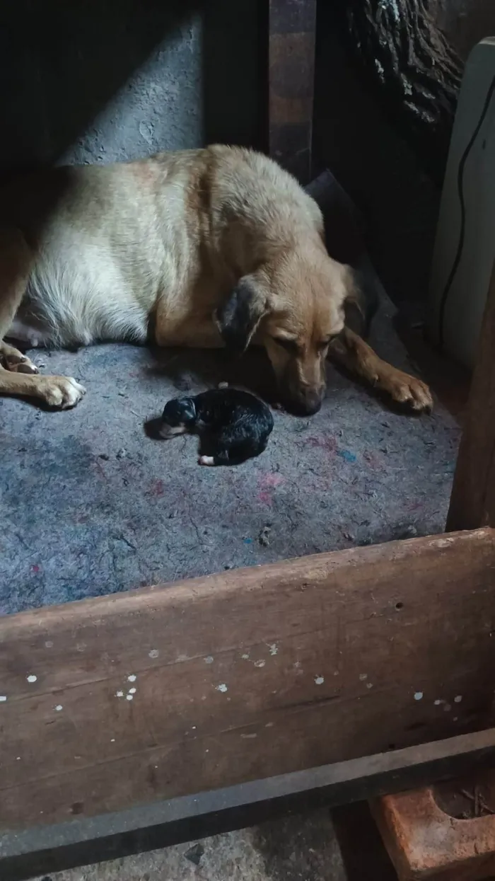 Cachorro ra a SRD-ViraLata idade Abaixo de 2 meses nome Flor