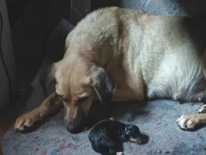 Cachorro ra a SRD-ViraLata idade Abaixo de 2 meses nome Flor