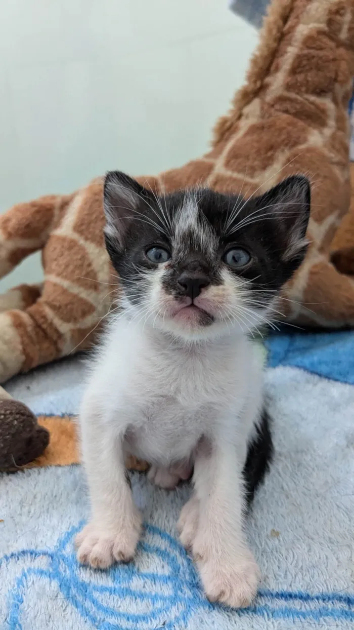 Gato ra a SRD-ViraLata idade Abaixo de 2 meses nome Napoleão