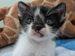 Gato raça SRD-ViraLata idade Abaixo de 2 meses nome Napoleão