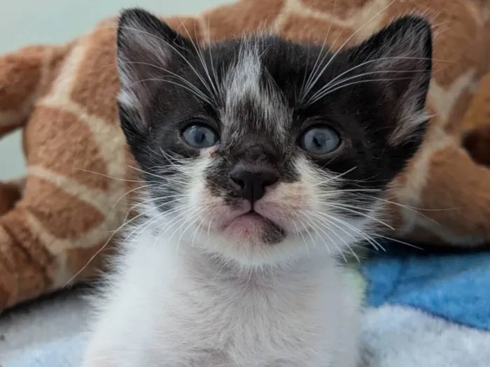 Gato ra a SRD-ViraLata idade Abaixo de 2 meses nome Napoleão