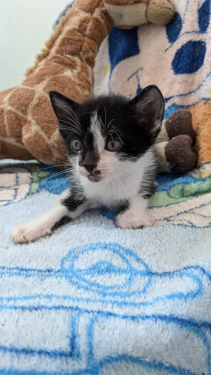 Gato ra a SRD-ViraLata idade Abaixo de 2 meses nome Pingu