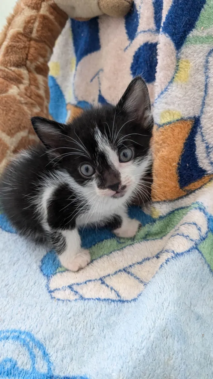 Gato ra a SRD-ViraLata idade Abaixo de 2 meses nome Pingu