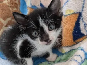 Gato raça SRD-ViraLata idade Abaixo de 2 meses nome Pingu