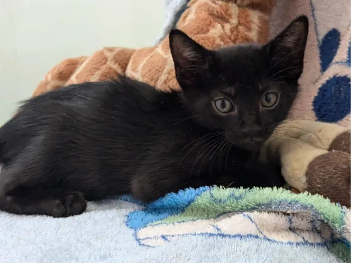 Gato ra a SRD-ViraLata idade 2 a 6 meses nome Zé Fulé