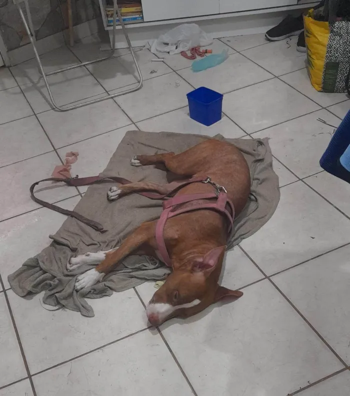 Cachorro ra a Pit-Bull idade 1 ano nome Sofia 