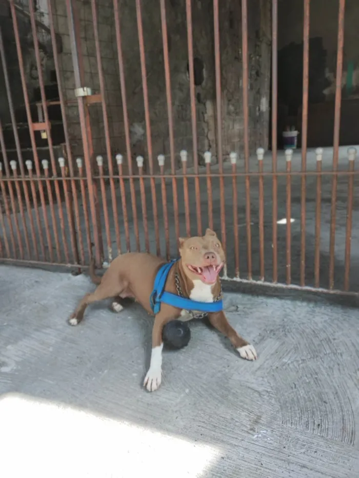 Cachorro ra a Pit-Bull idade 3 anos nome Akira 