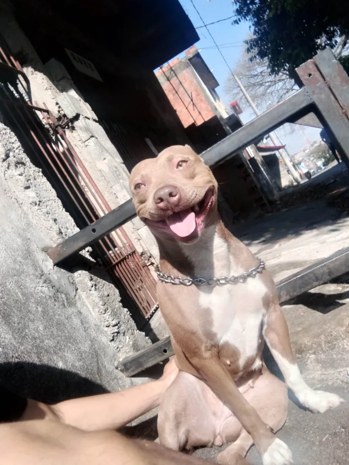 Cachorro ra a Pit-Bull idade 3 anos nome Akira 