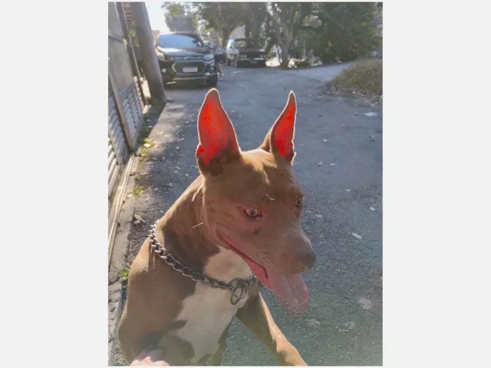 Cachorro ra a Pit-Bull idade 3 anos nome Akira 