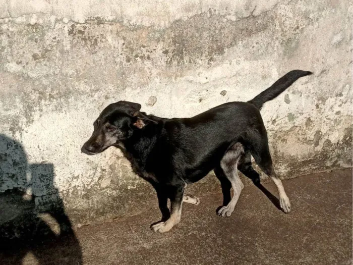 Cachorro ra a SRD-ViraLata idade 2 anos nome Pitty