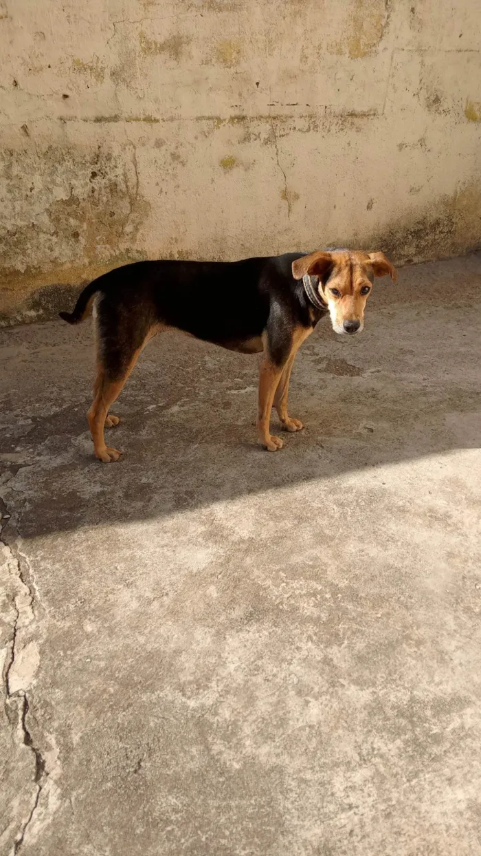 Cachorro ra a SRD-ViraLata idade 3 anos nome Domingas