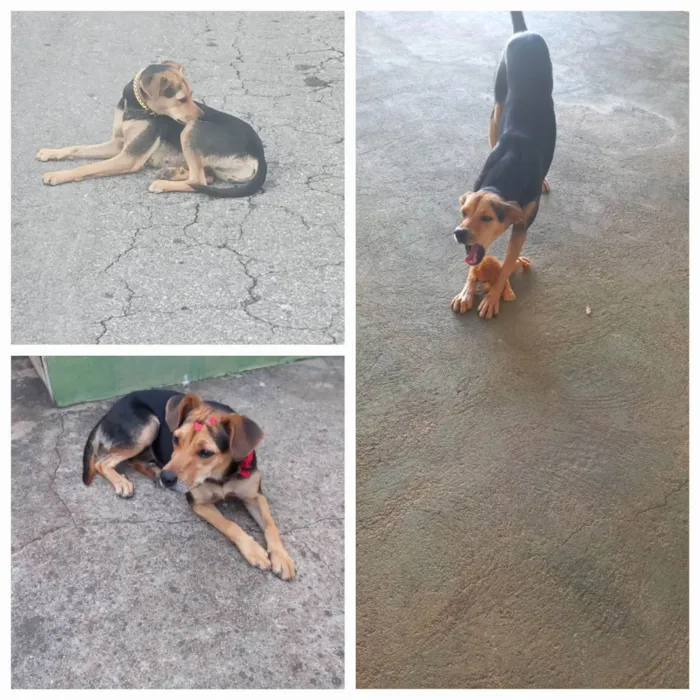 Cachorro ra a SRD-ViraLata idade 3 anos nome Domingas