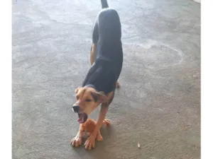 Cachorro raça SRD-ViraLata idade 3 anos nome Domingas