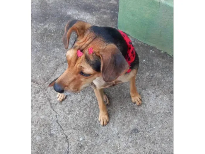 Cachorro ra a SRD-ViraLata idade 3 anos nome Domingas