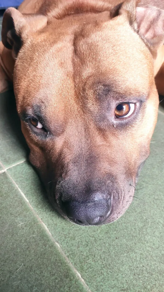 Cachorro ra a Pit-Bull idade 2 anos nome ZEUS