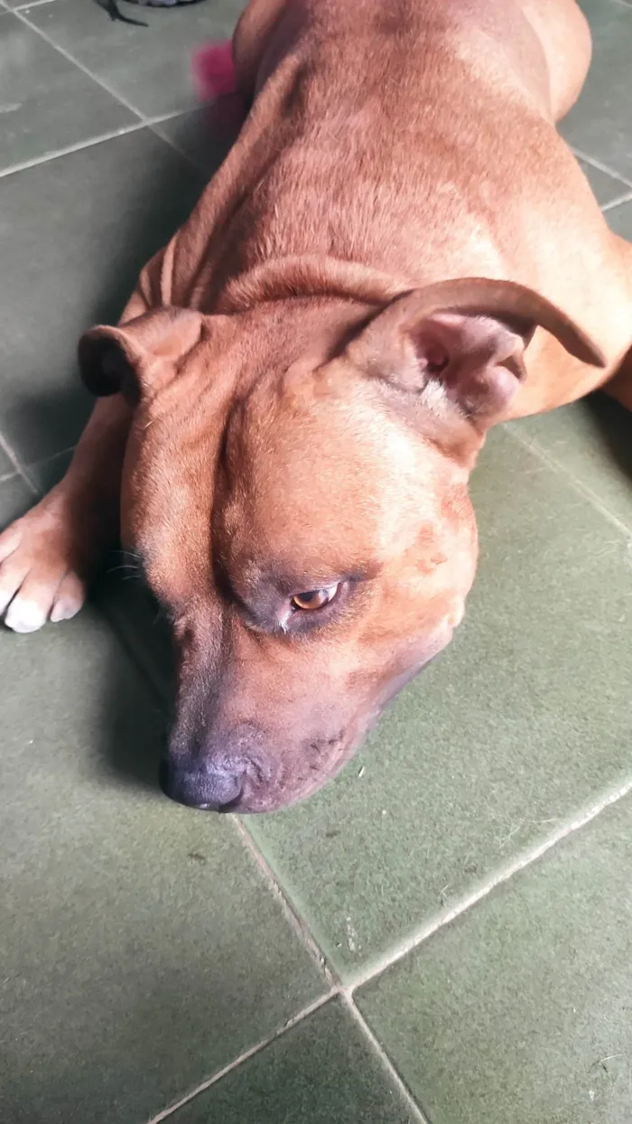 Cachorro ra a Pit-Bull idade 2 anos nome ZEUS