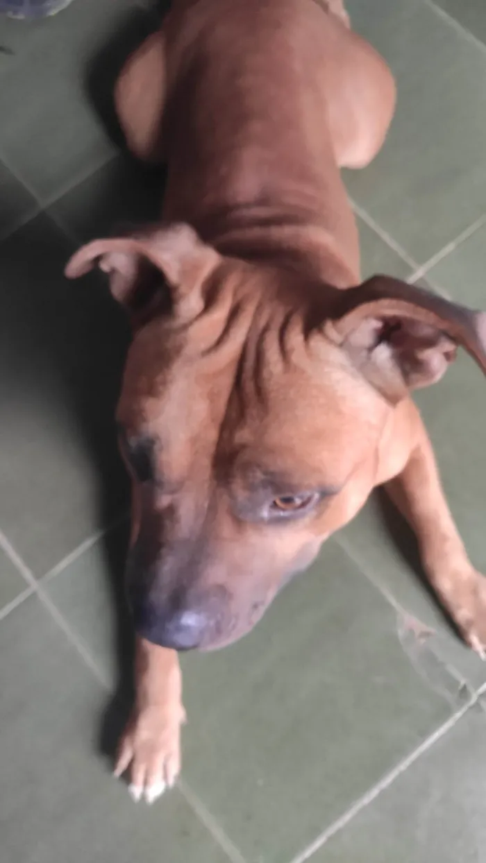 Cachorro ra a Pit-Bull idade 2 anos nome ZEUS