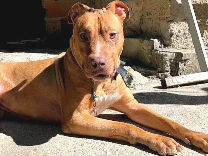 Cachorro ra a SRD-ViraLata idade 2 anos nome Valente