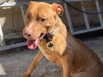 Cachorro raça SRD-ViraLata idade 2 anos nome Valente