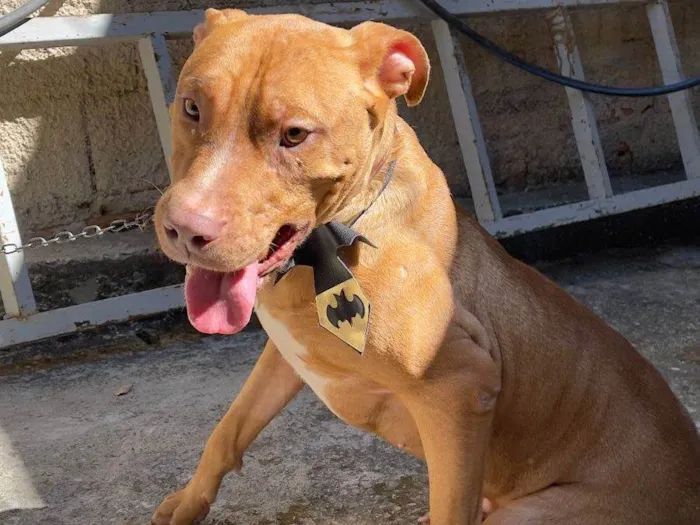 Cachorro ra a SRD-ViraLata idade 2 anos nome Valente