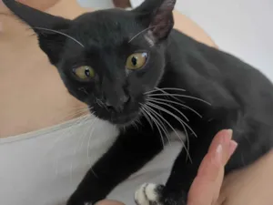 Gato raça SRD-ViraLata idade 7 a 11 meses nome Carvão Bueno