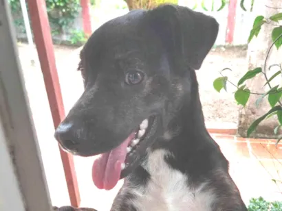 Cachorro raça SRD-ViraLata idade 1 ano nome Chico 