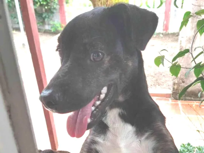 Cachorro ra a SRD-ViraLata idade 1 ano nome Chico 