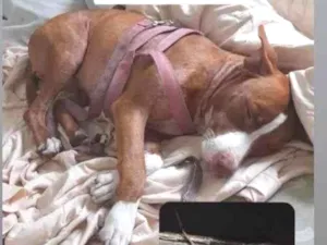 Cachorro raça Pit-Bull idade 1 ano nome Sofia 