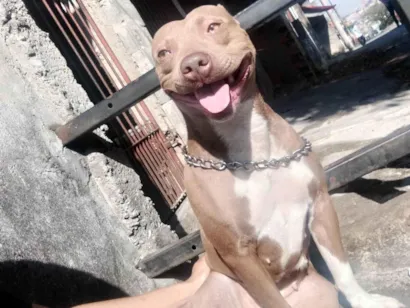 Cachorro raça Pit-Bull idade 3 anos nome Akira 