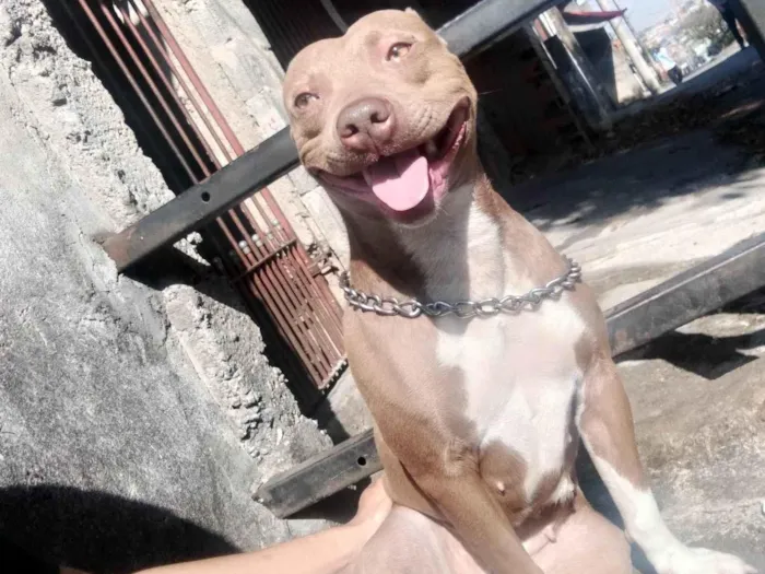 Cachorro ra a Pit-Bull idade 3 anos nome Akira 