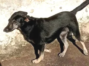 Cachorro raça SRD-ViraLata idade 2 anos nome Pitty