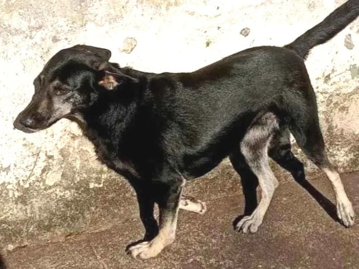 Cachorro ra a SRD-ViraLata idade 2 anos nome Pitty