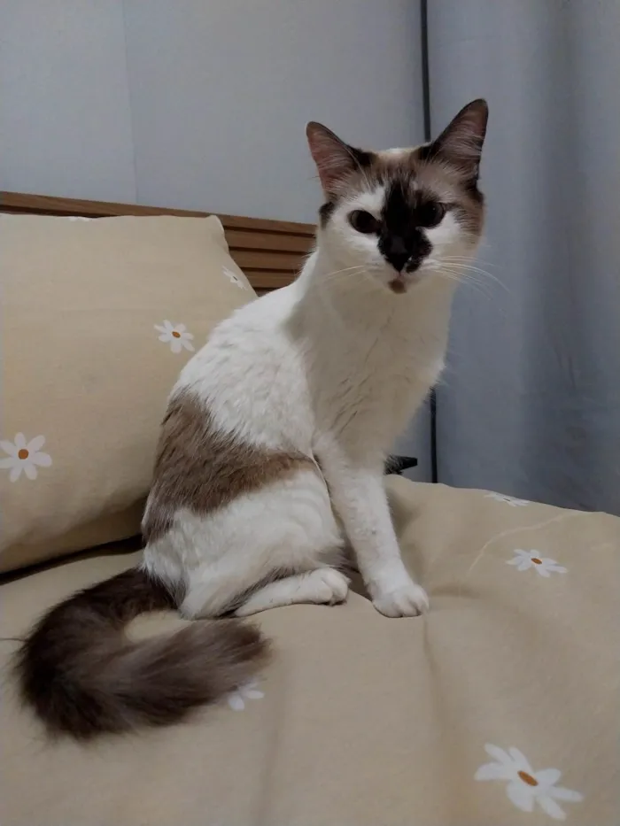 Gato ra a SRD-ViraLata idade 3 anos nome Mia