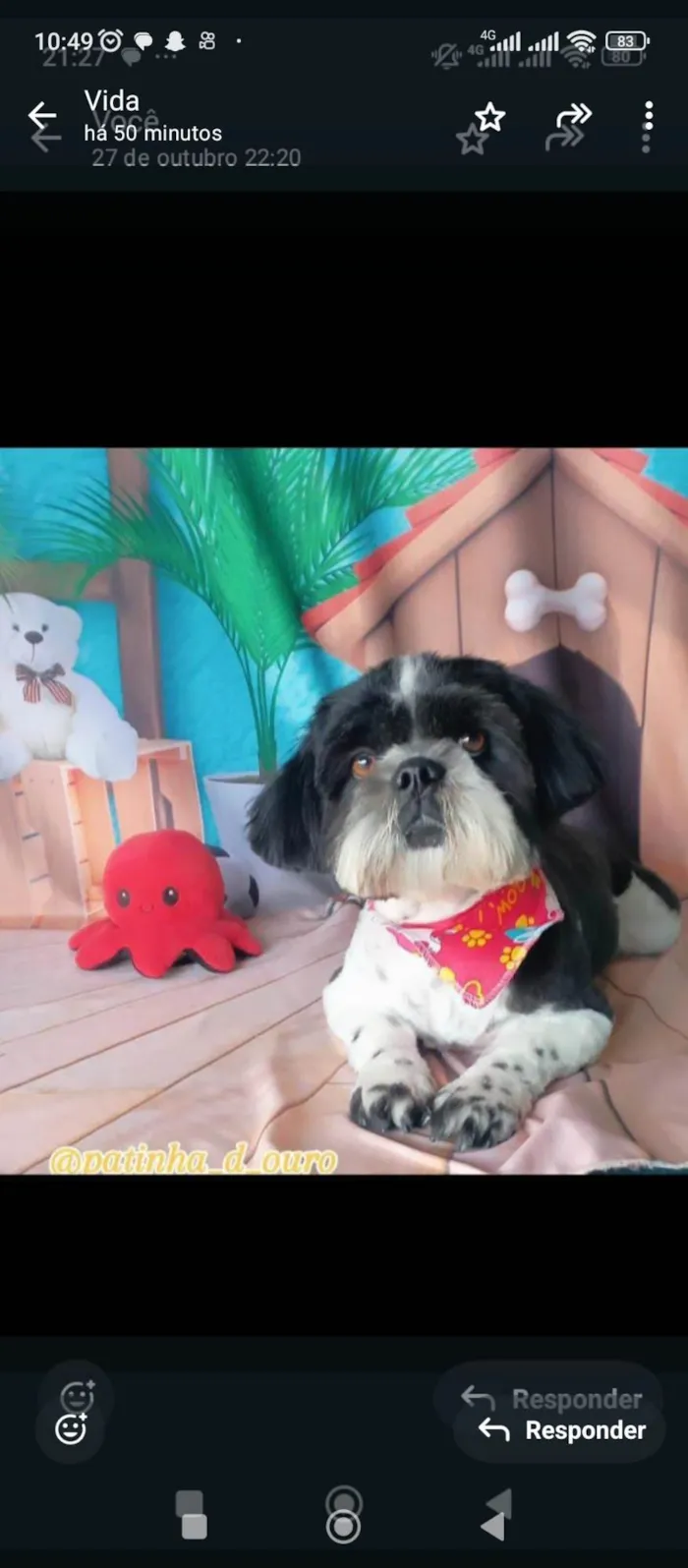 Cachorro ra a Shitzu idade 2 anos nome Nike